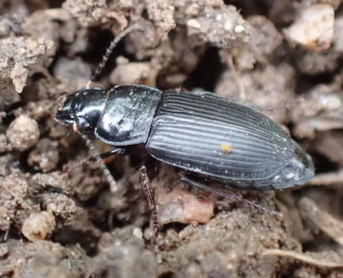 Réf. 283 207 : Anisodactylus sp.